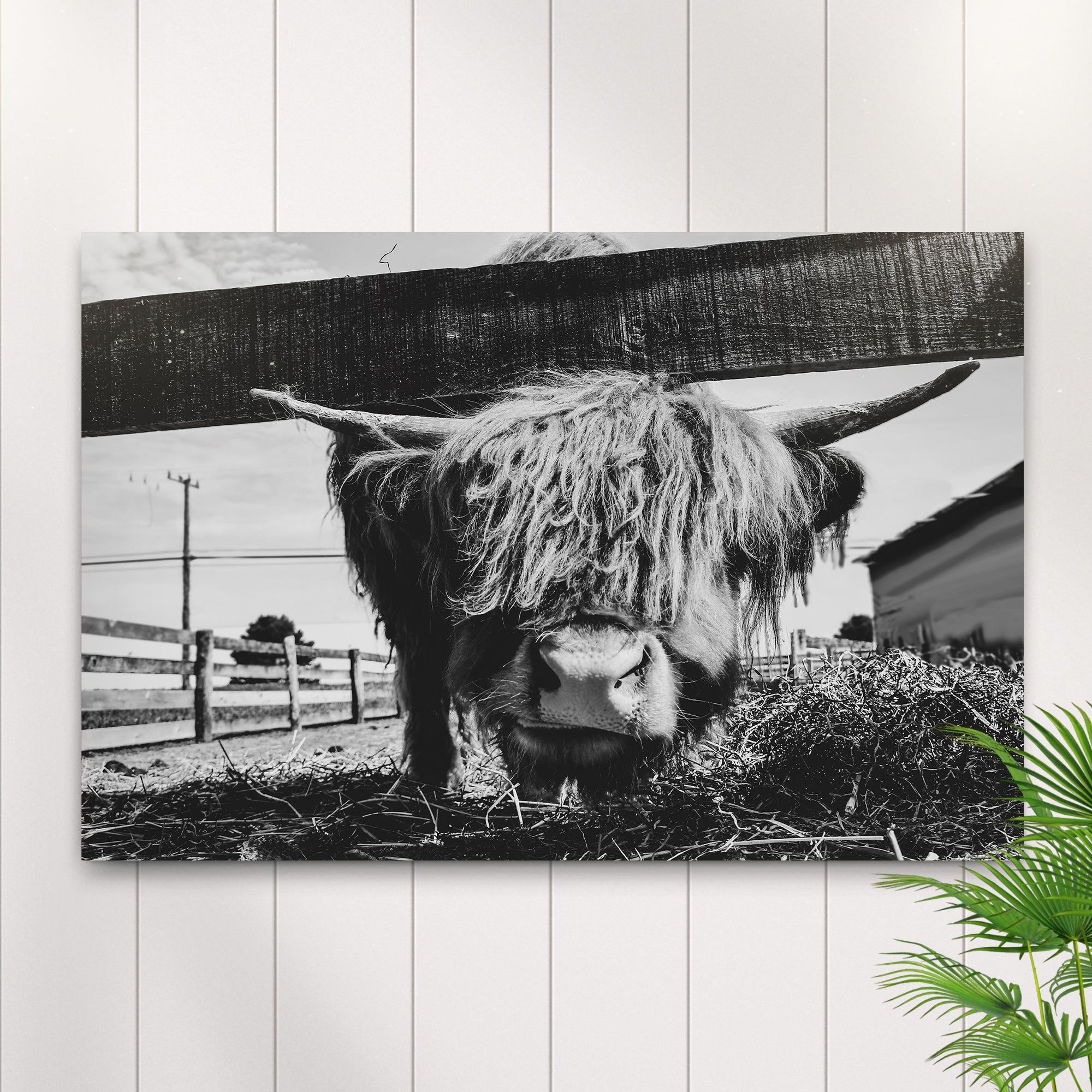 Curious Highland Cattle Monochrome Canvas Wall Art on sale at MyriadMart