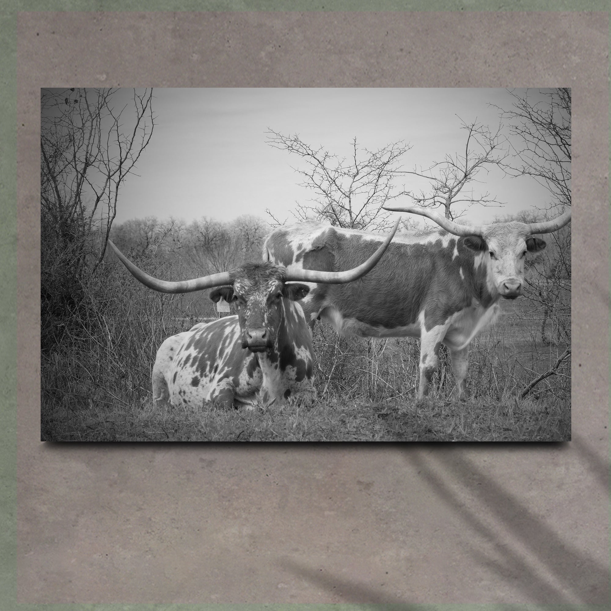 Monochrome Texas Longhorn Cattle Canvas Wall Art on sale at MyriadMart
