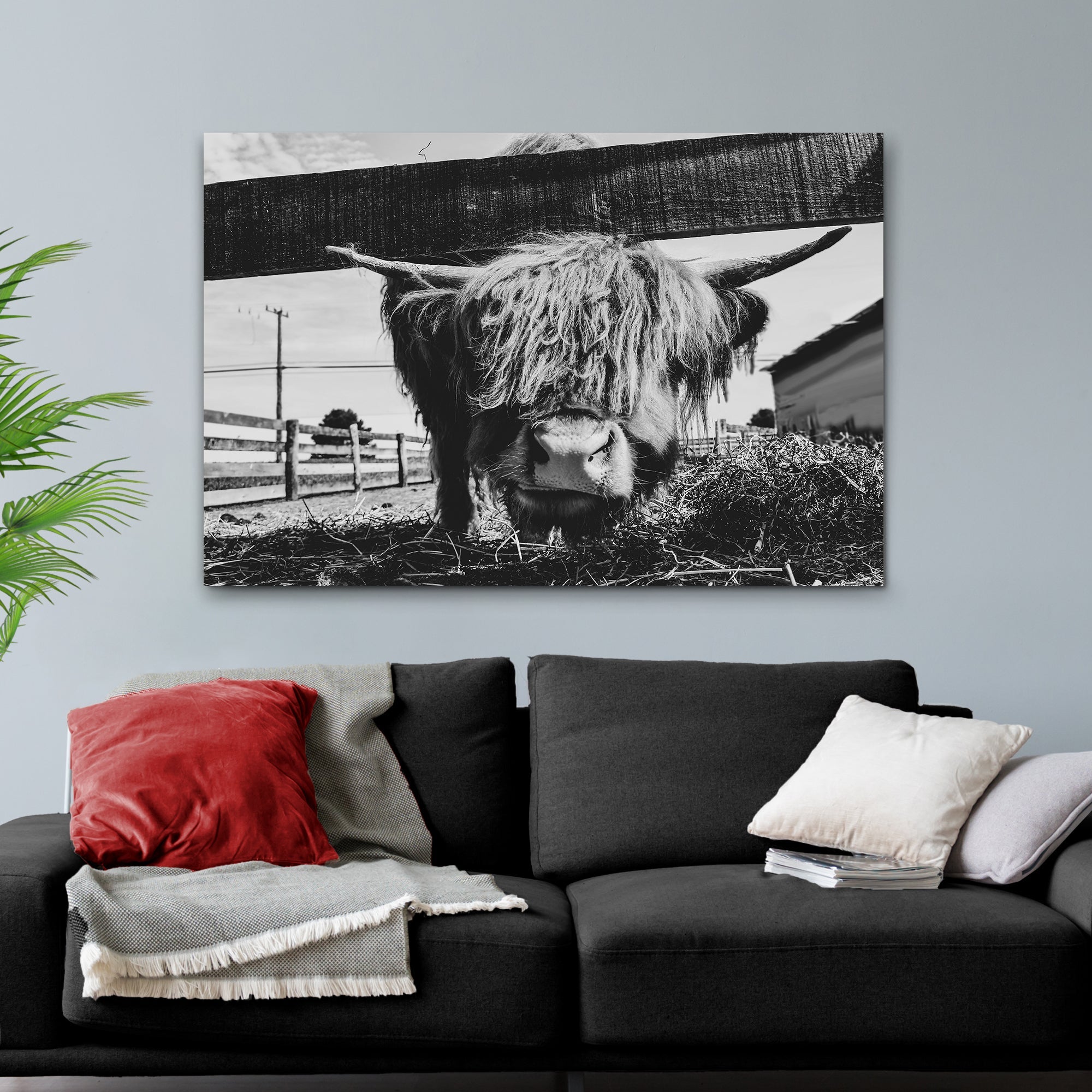 Curious Highland Cattle Monochrome Canvas Wall Art on sale at MyriadMart