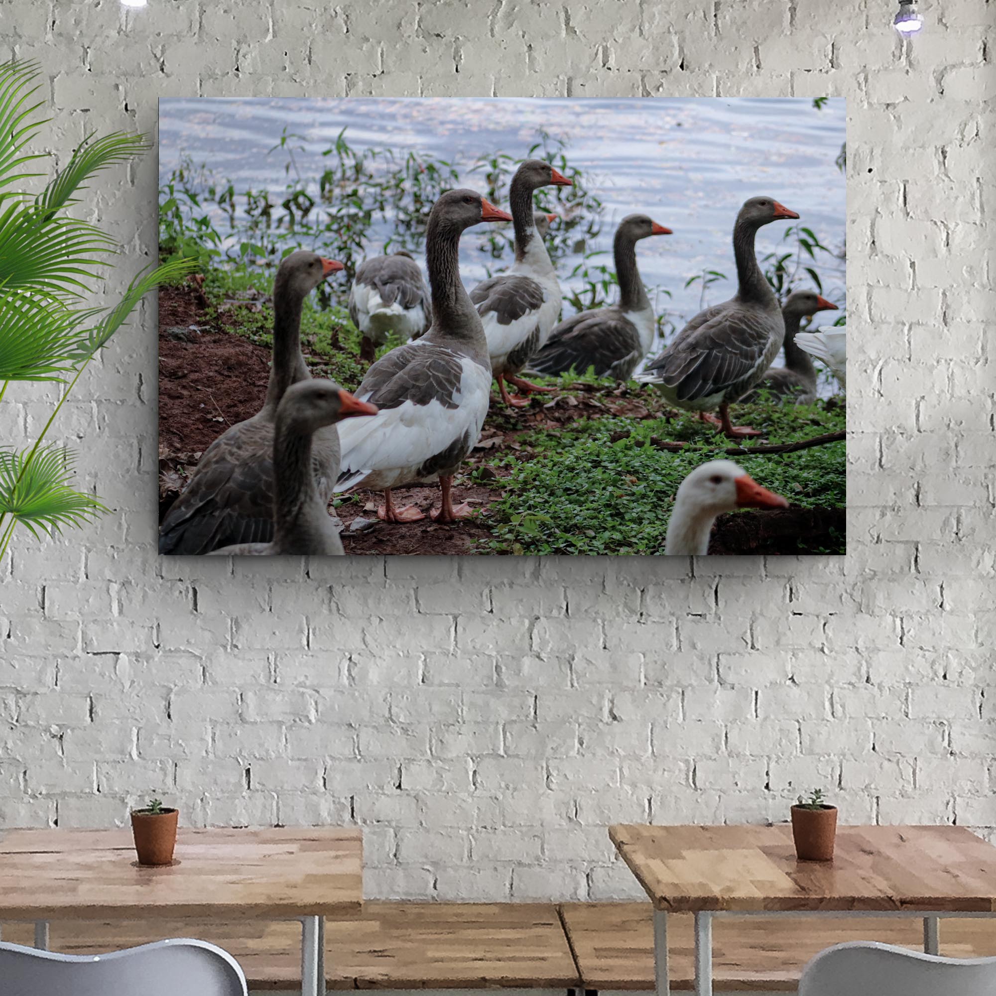 Flock Of Domestic Geese Canvas Wall Art on sale at MyriadMart
