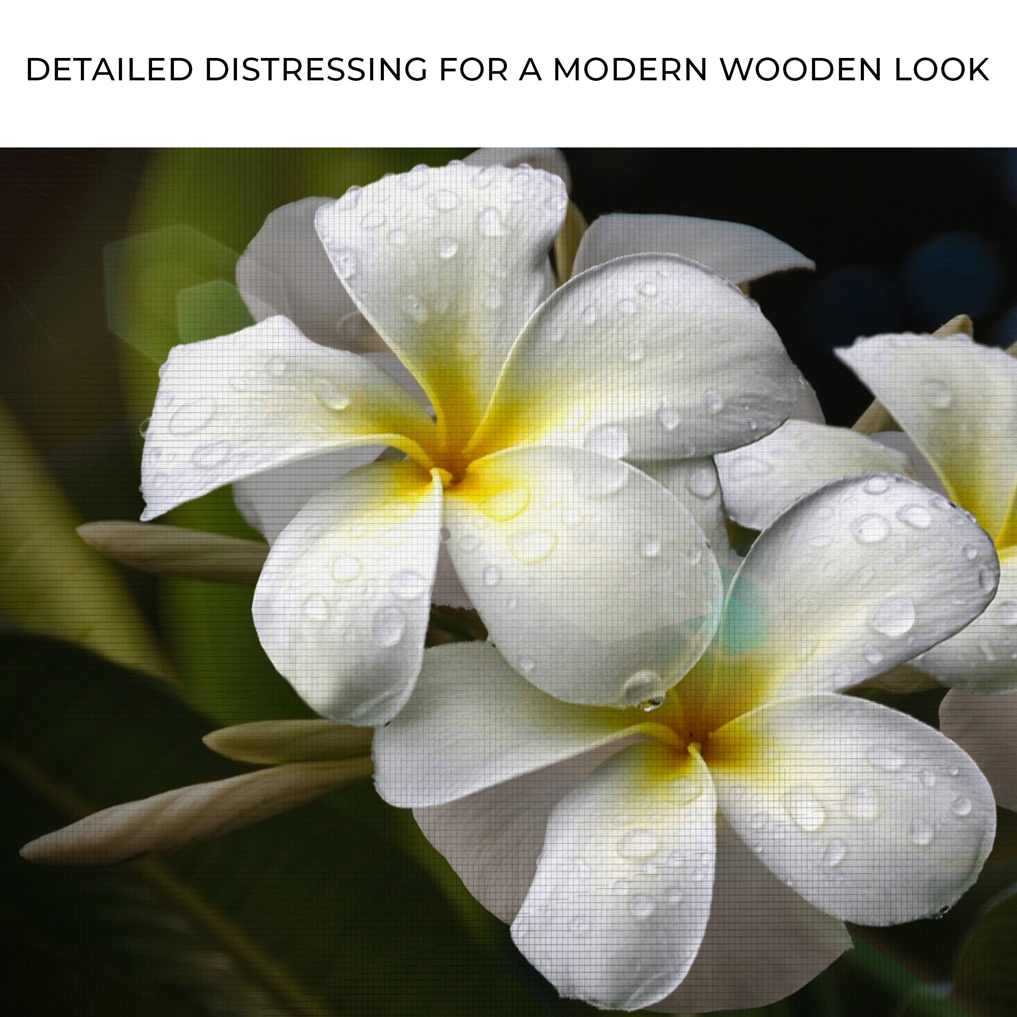 White Frangipani Flower Canvas Wall Art on sale at MyriadMart