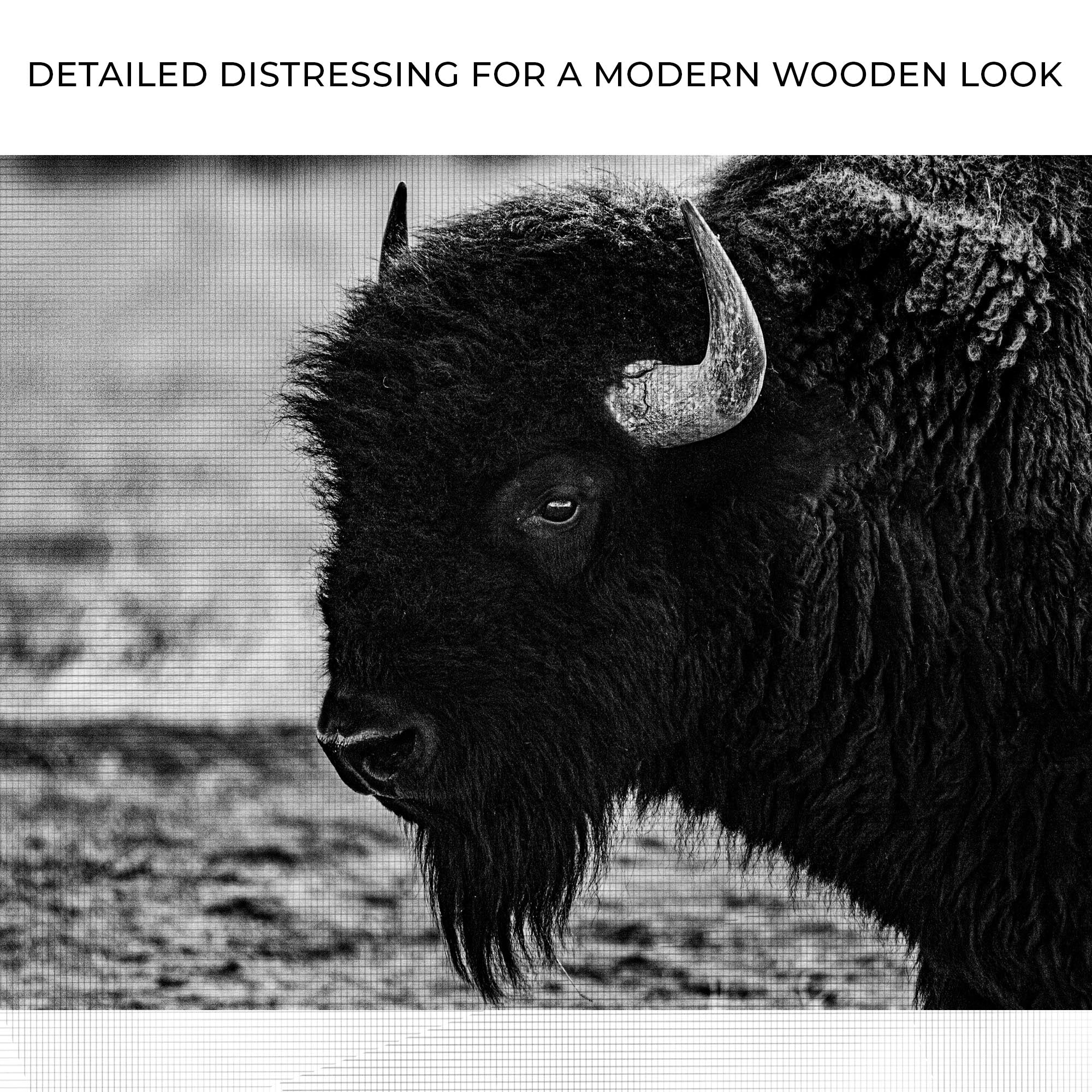 Black and White Bison Canvas Wall Art on sale at MyriadMart