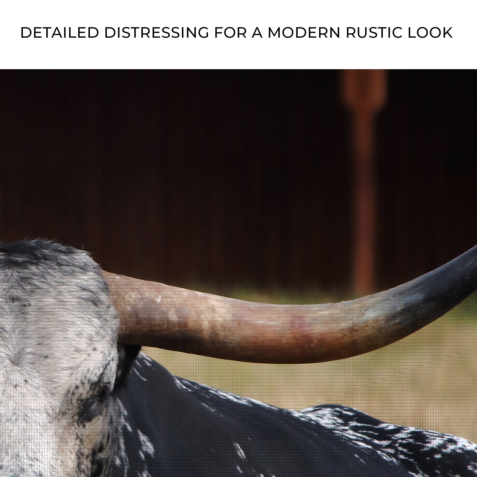 Focused Longhorn Cattle Canvas Wall Art on sale at MyriadMart