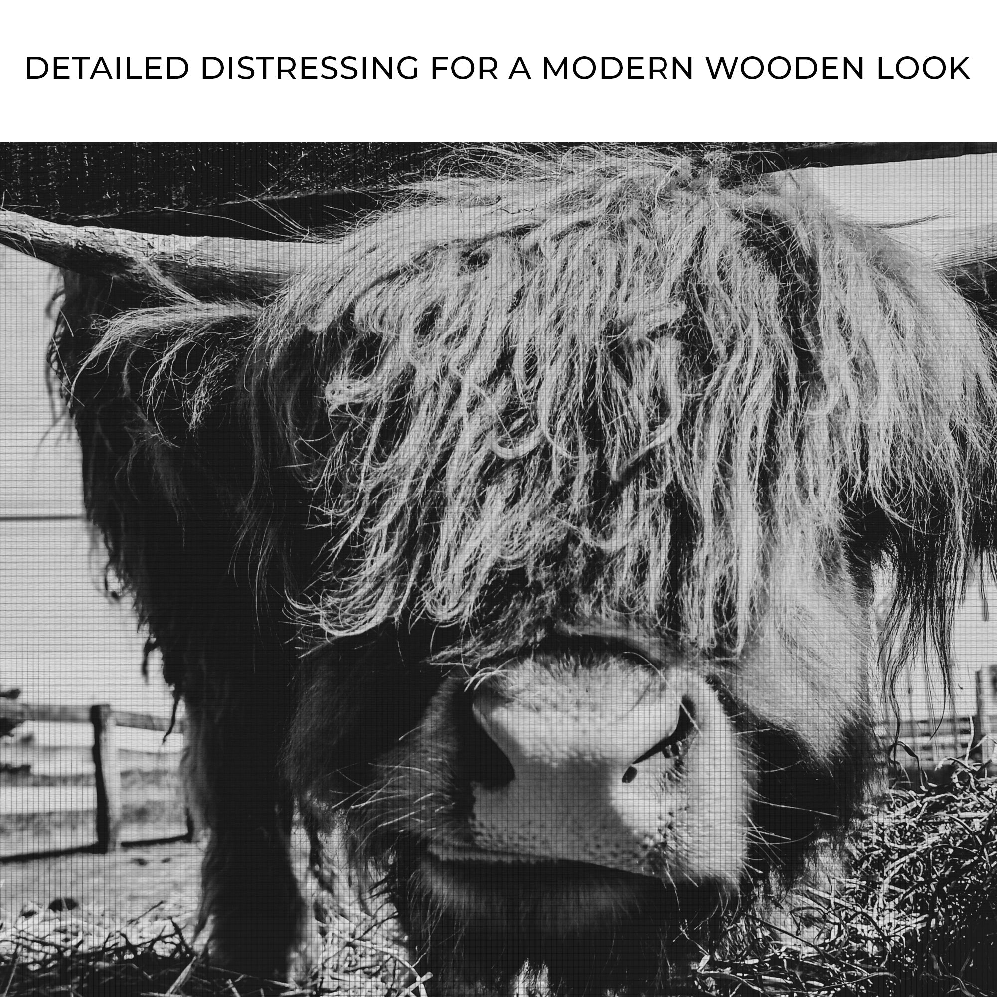 Curious Highland Cattle Monochrome Canvas Wall Art on sale at MyriadMart