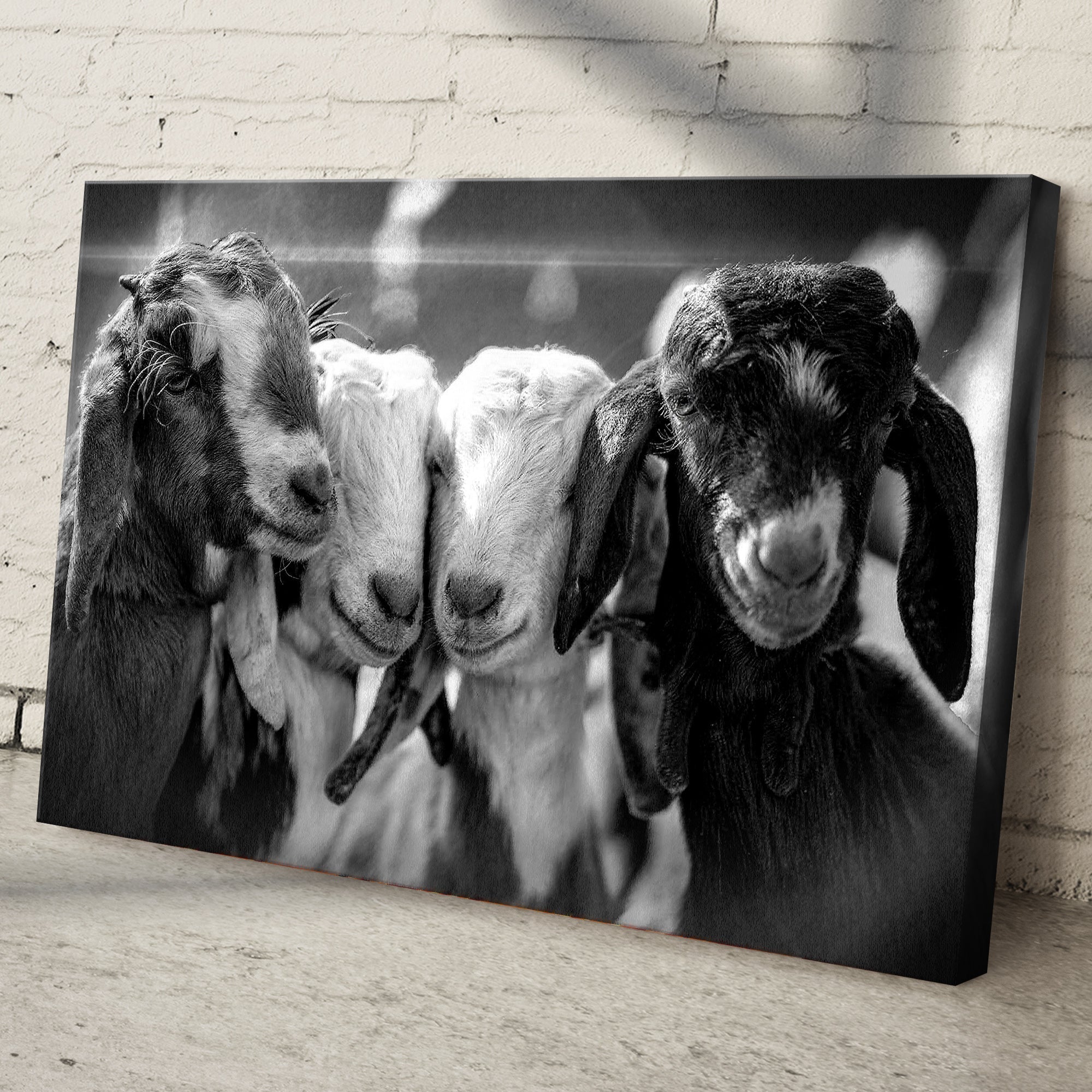 Black And White Baby Goats Canvas Wall Art on sale at MyriadMart
