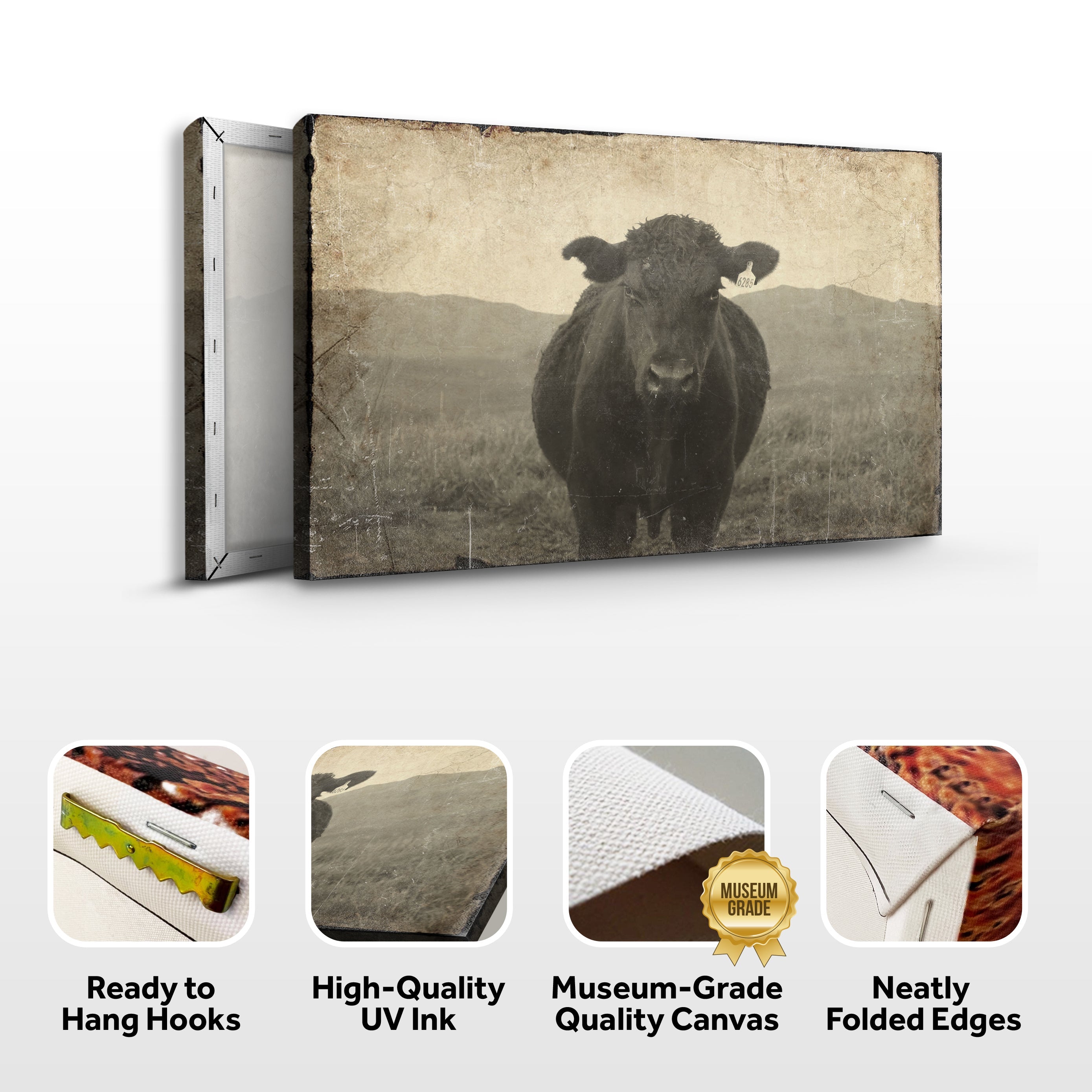 Vintage Angus Portrait Canvas Wall Art on sale at MyriadMart