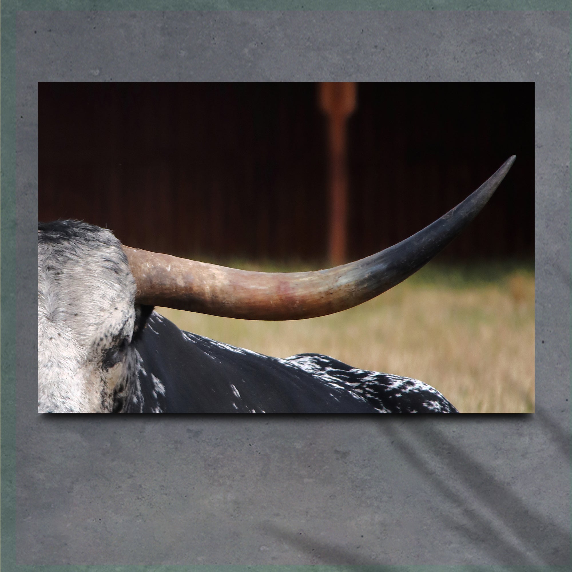 Focused Longhorn Cattle Canvas Wall Art on sale at MyriadMart