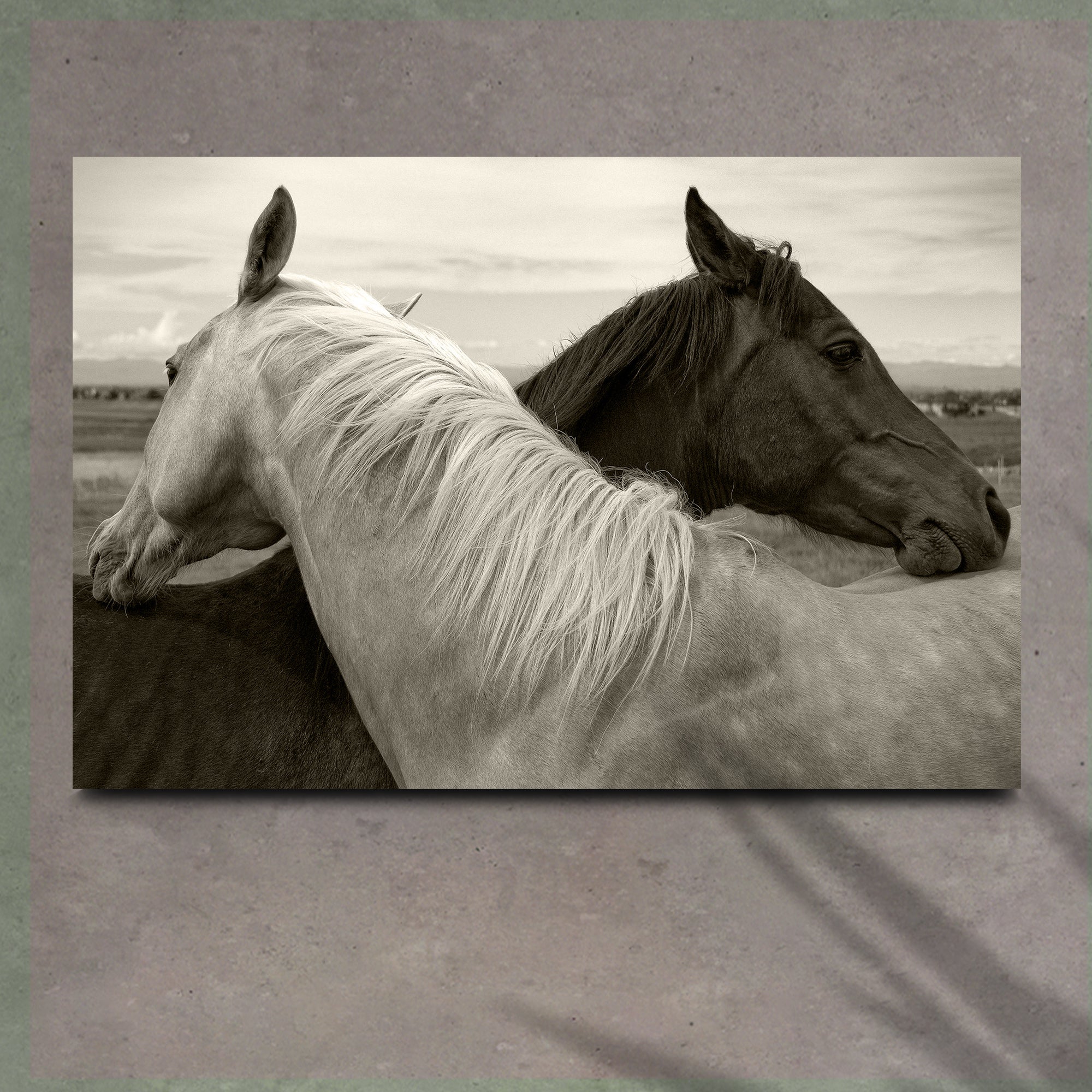 Monochrome Couple Horse Canvas Wall Art on sale at MyriadMart