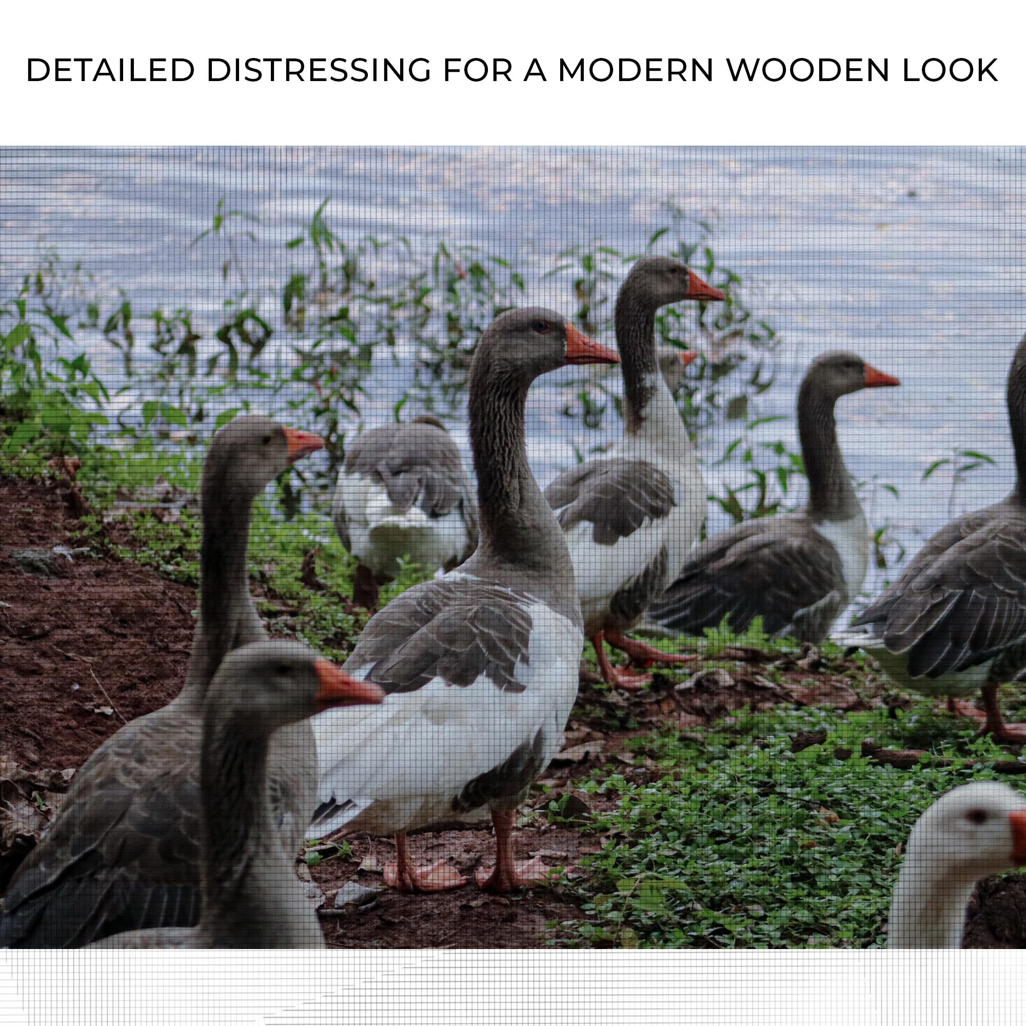 Flock Of Domestic Geese Canvas Wall Art on sale at MyriadMart