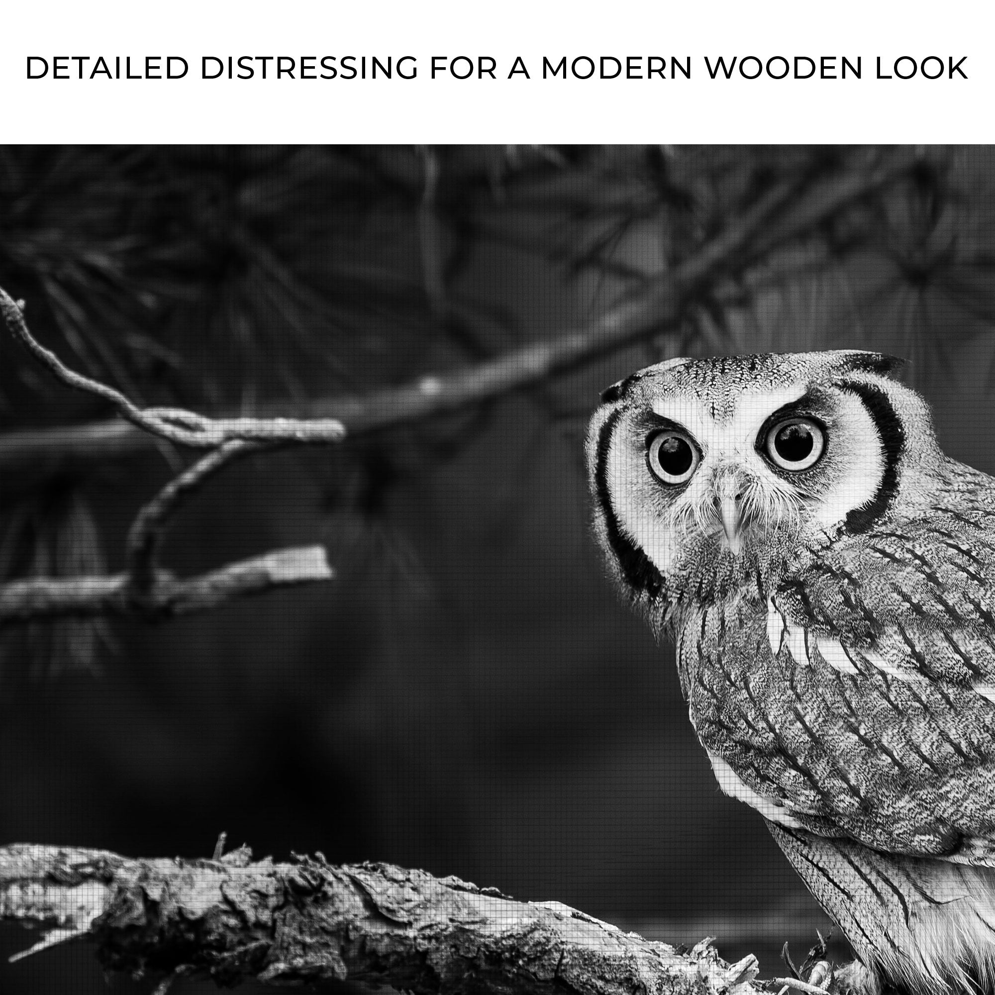 Black And White Owl Canvas Wall Art on sale at MyriadMart