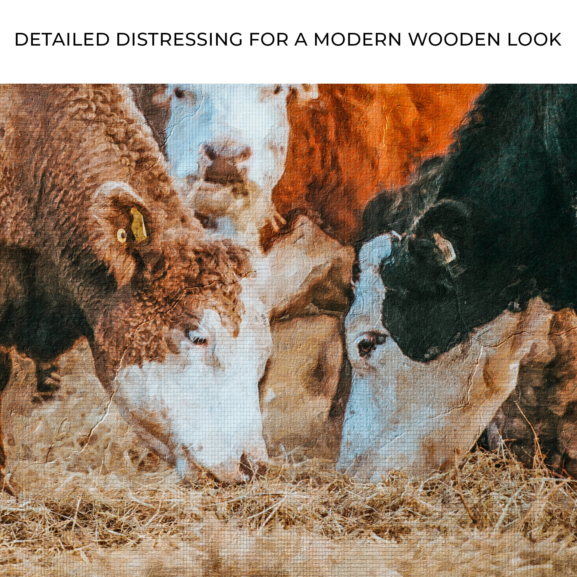 Family Of Hereford Cattle Canvas Wall Art on sale at MyriadMart