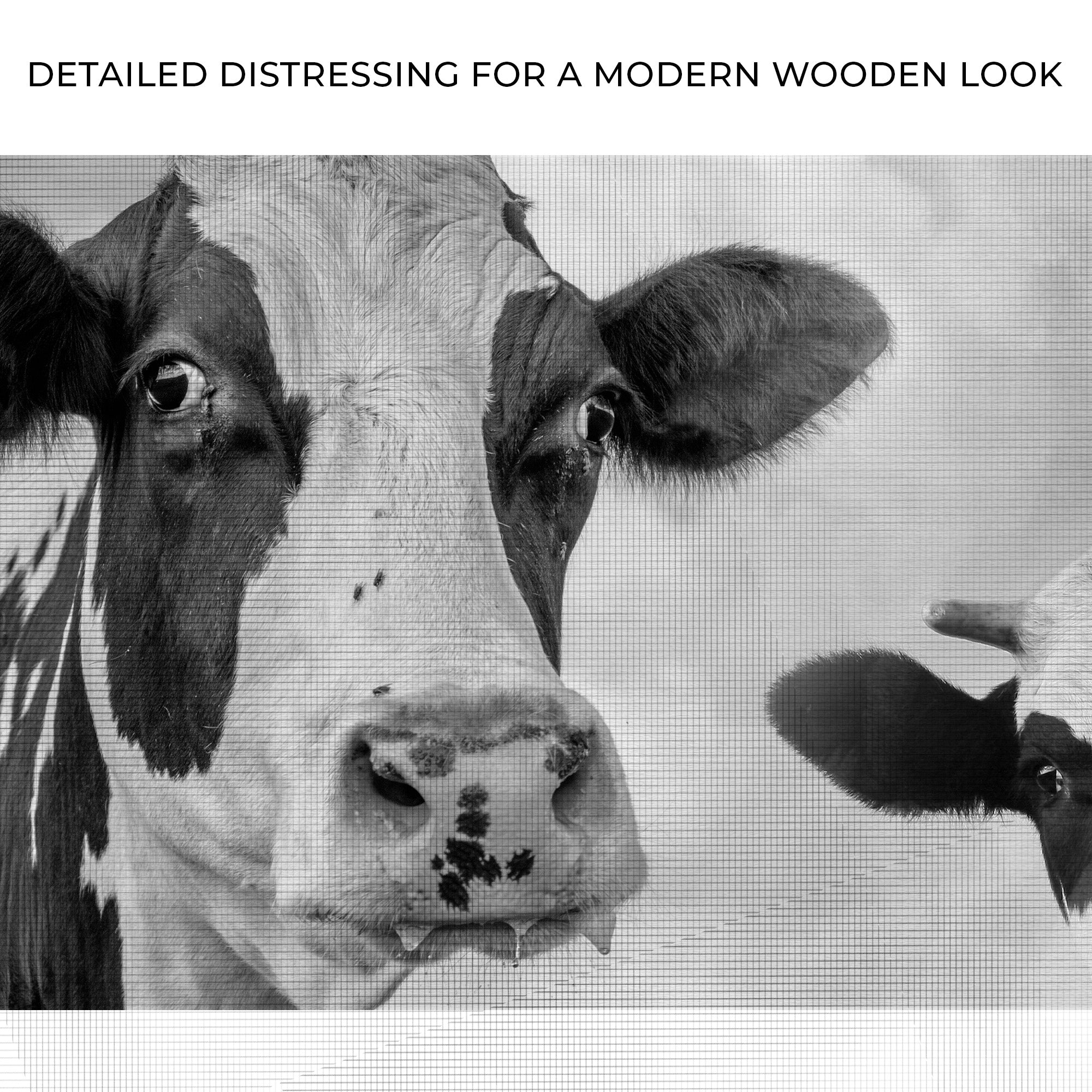 Monochrome Holstein Cows Canvas Wall Art on sale at MyriadMart